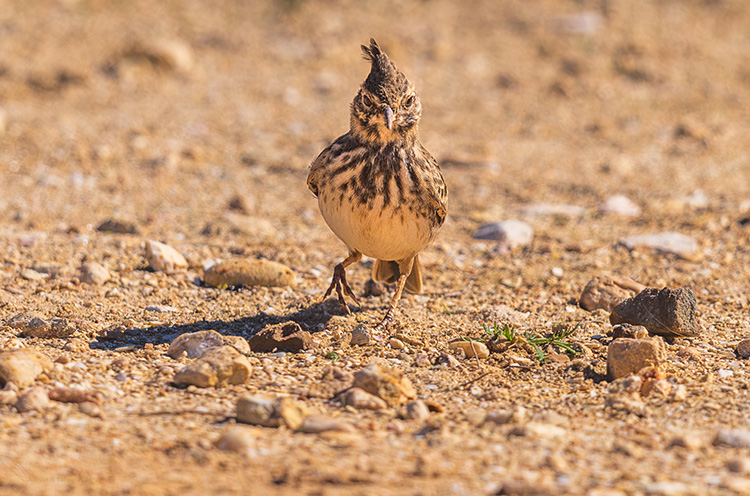 Crested lark in the sun Portugal Algarve